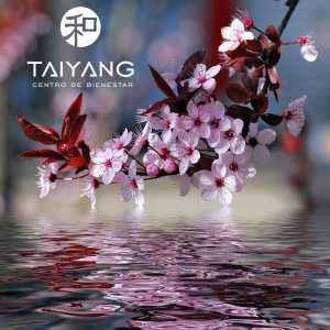 cerezo aguas taiyang masaje vigo